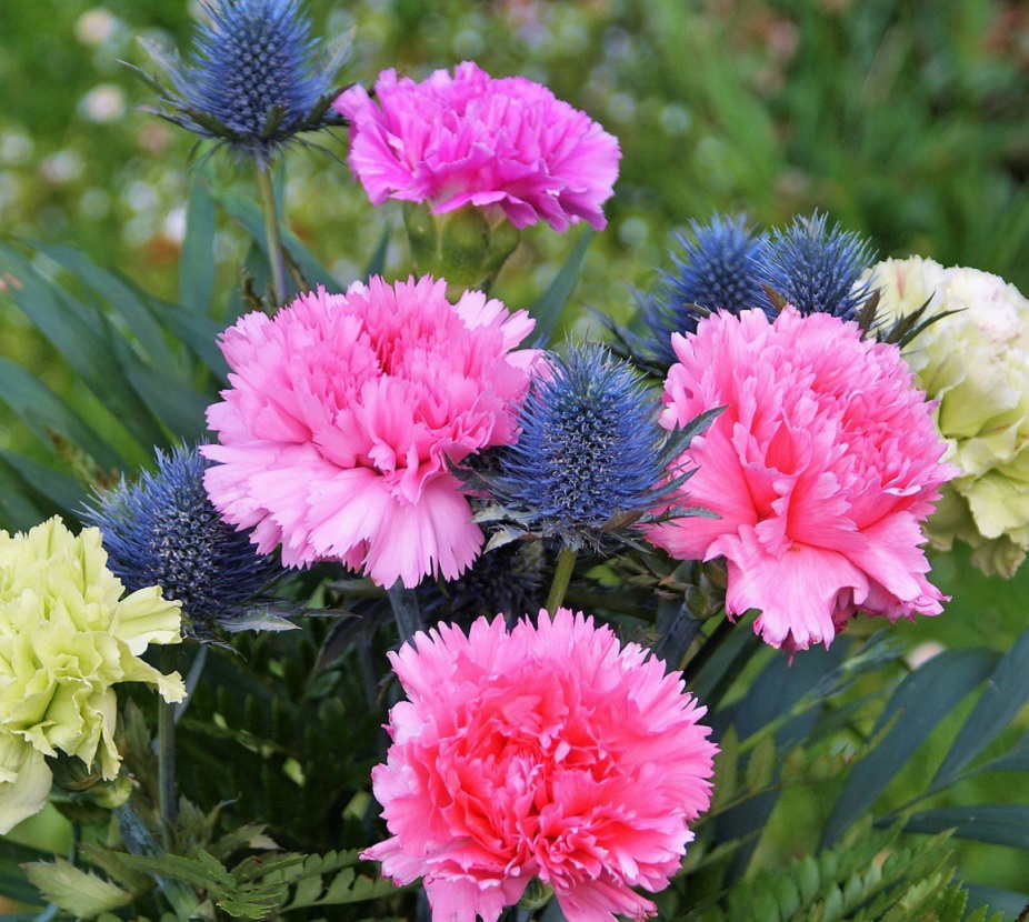 カーネーションの花