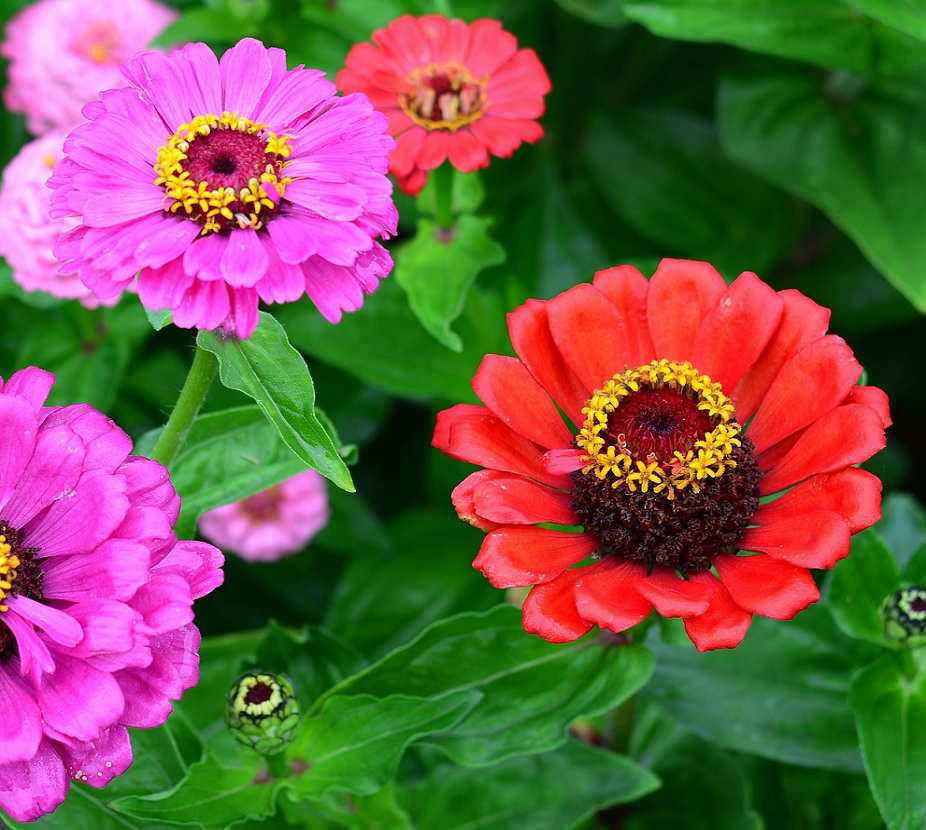 ヒャクニチソウの花