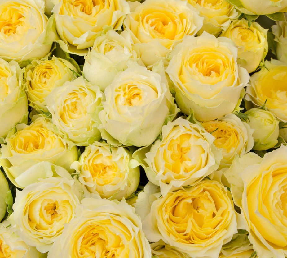 黄色いバラの花